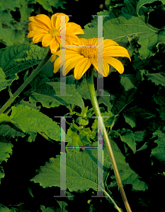 Picture of Tithonia rotundifolia 'Yellow Torch'