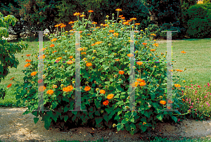 Picture of Tithonia rotundifolia 