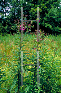 Picture of Vernonia noveboracensis 