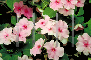 Picture of Impatiens walleriana 