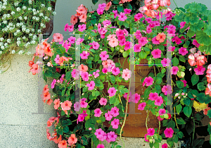 Picture of Impatiens walleriana 