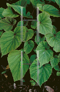 Picture of Begonia grandis ssp. evansiana 