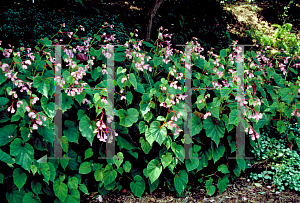 Picture of Begonia grandis ssp. evansiana 