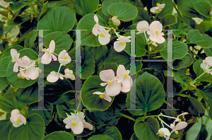 Picture of Begonia semperflorens-cultorum hybrids 