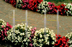 Picture of Begonia semperflorens-cultorum hybrids 