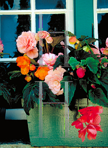 Picture of Begonia tuberhybrida hybrids 'Nonstop'