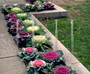 Picture of Brassica oleracea (Capitata Group) 