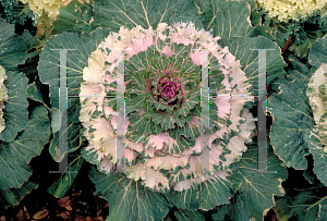 Picture of Brassica oleracea (Capitata Group) 'Osaka Pink'