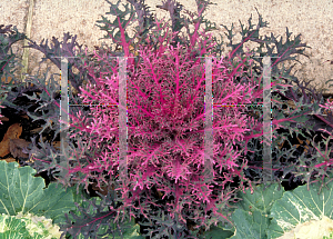 Picture of Brassica oleracea (Acephala Group) 'Red Peacock'
