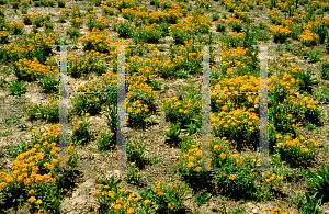 Picture of Erysimum cheiri 