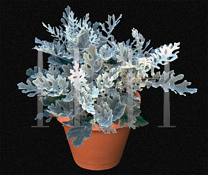 Picture of Senecio cineraria 'Silverdust'