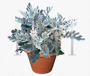 Picture of Senecio cineraria 'Silverdust'