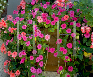 Picture of Impatiens walleriana 