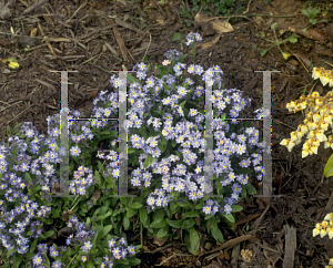 Picture of Myosotis scorpioides 