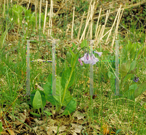 Picture of Mertensia virginica 