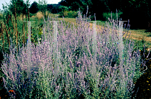 Picture of Perovskia atriplicifolia 