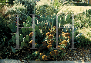 Picture of Opuntia  