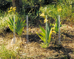 Picture of Iris domestica 'Nana'