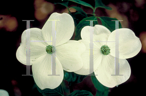 Picture of Cornus kousa X C. florida 'Rutban(Aurora)'