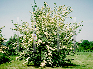 Picture of Cornus kousa X C. florida 'Rutban(Aurora)'