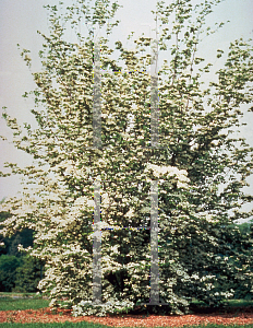 Picture of Cornus kousa X C. florida 'Rutcan(Constellation)'