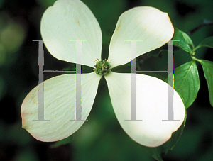 Picture of Cornus kousa X C. florida 'Rutcan(Constellation)'