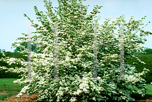 Picture of Cornus kousa X C. florida 'Rutlan(Ruth Ellen)'