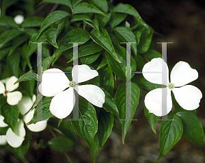 Picture of Cornus kousa X C. florida 'Rutlan(Ruth Ellen)'