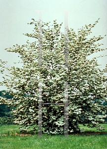 Picture of Cornus kousa X C. florida 'Rutdan(Celestial)'