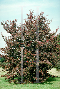 Picture of Cornus kousa X C. florida 'Rutcan(Constellation)'