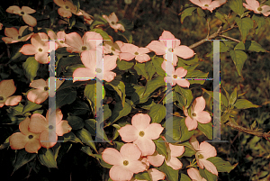 Picture of Cornus kousa X C. florida 'Rutgan(Stellar Pink)'