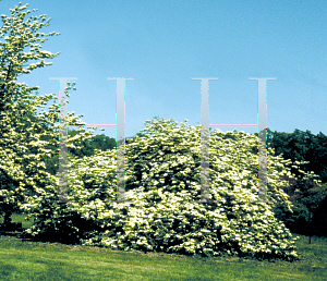 Picture of Cornus kousa X C. florida 'Rutfan(Stardust)'