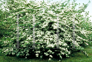 Picture of Cornus kousa X C. florida 'Rutfan(Stardust)'