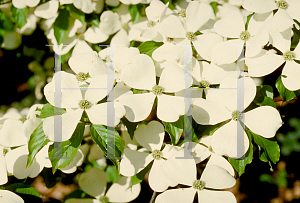 Picture of Cornus kousa X C. florida 'Rutfan(Stardust)'