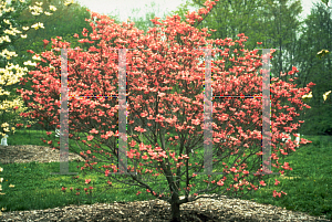 Picture of Cornus florida 'Red Beauty'