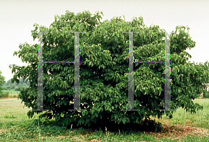 Picture of Cornus florida 'Red Beauty'