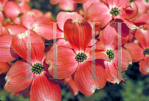 Picture of Cornus florida 'Red Beauty'