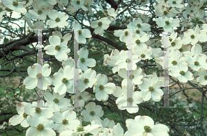 Picture of Cornus florida 'Wonderberry'