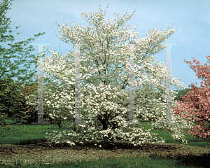 Picture of Cornus florida 'Wonderberry'