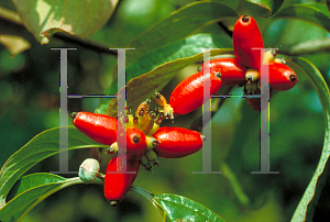 Picture of Cornus florida 'Wonderberry'