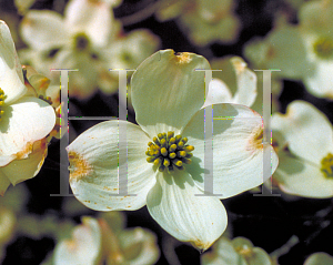 Picture of Cornus florida 'Wonderberry'