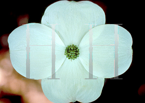 Picture of Cornus kousa X C. florida 'Rutban(Aurora)'