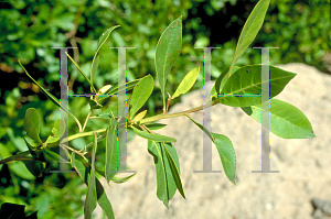 Picture of Conocarpus erectus 