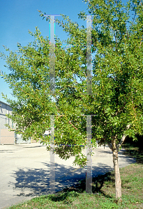 Picture of Conocarpus erectus 
