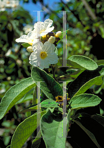 Picture of Cordia boissieri 