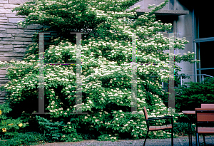 Picture of Cornus alternifolia 