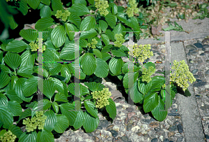 Picture of Cornus alternifolia 