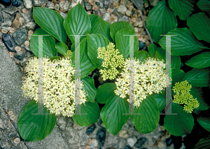 Picture of Cornus alternifolia 