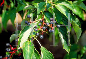 Picture of Cornus alternifolia 