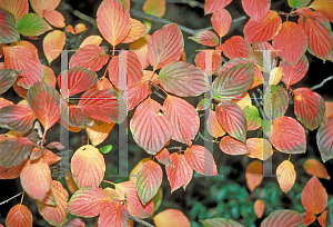 Picture of Cornus alternifolia 